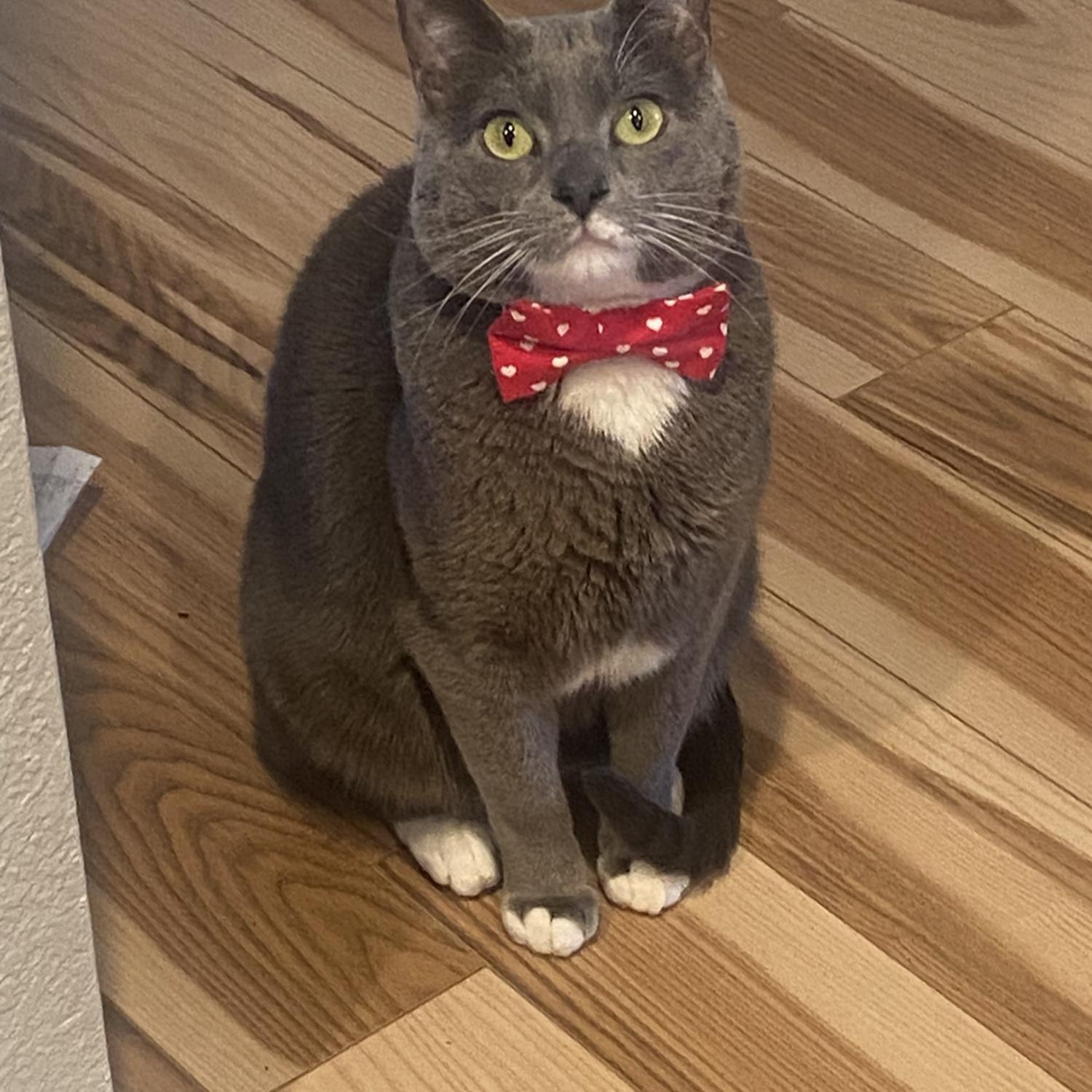 Our first cat, Dorian. Named after Dorian Gray.