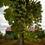 Talon Winery & Vineyards