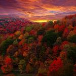 Watch the leaves change
