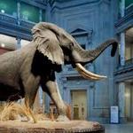 Smithsonian National Museum of Natural History