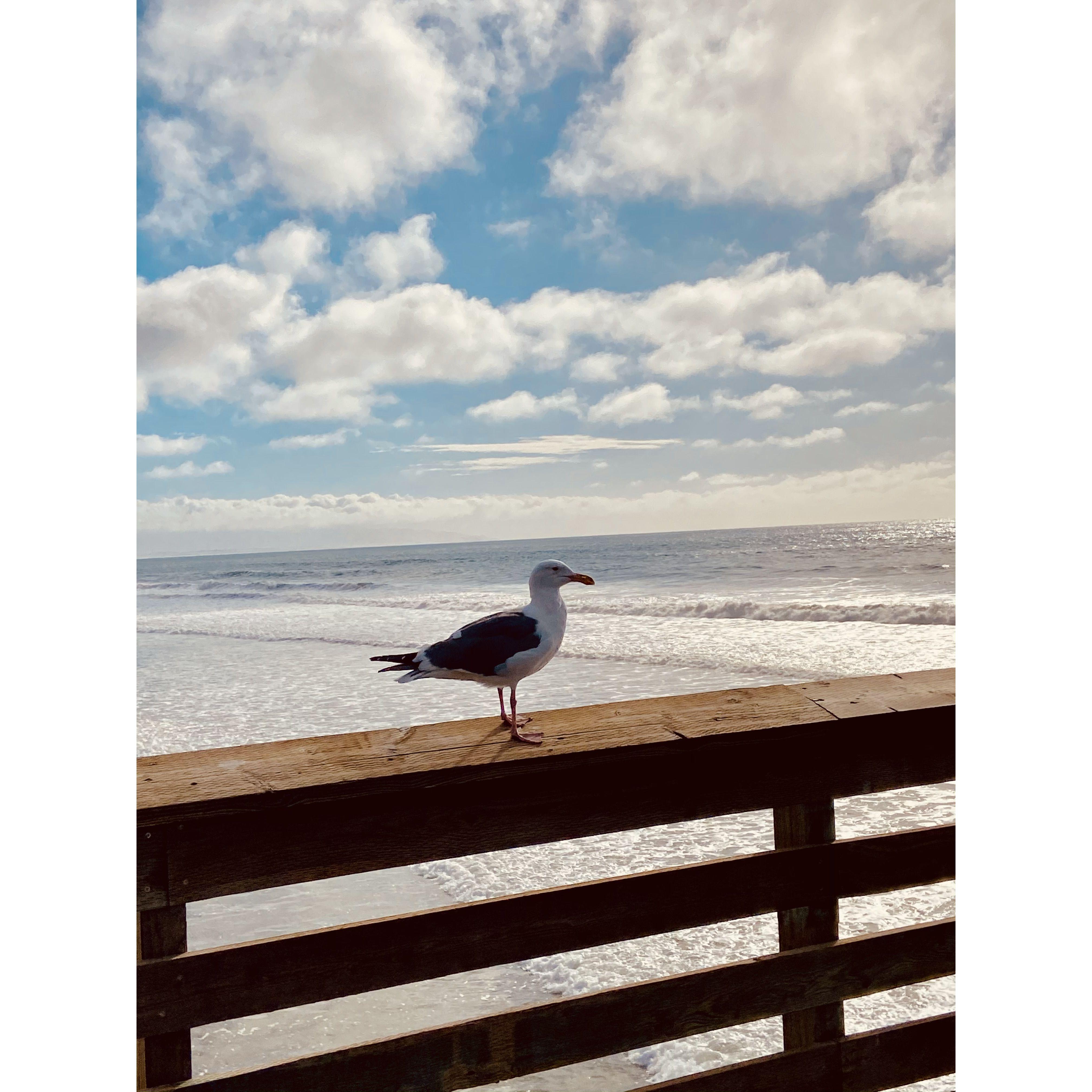 Pismo pier.