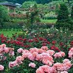 International Rose Test Garden