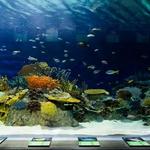 OdySea Aquarium