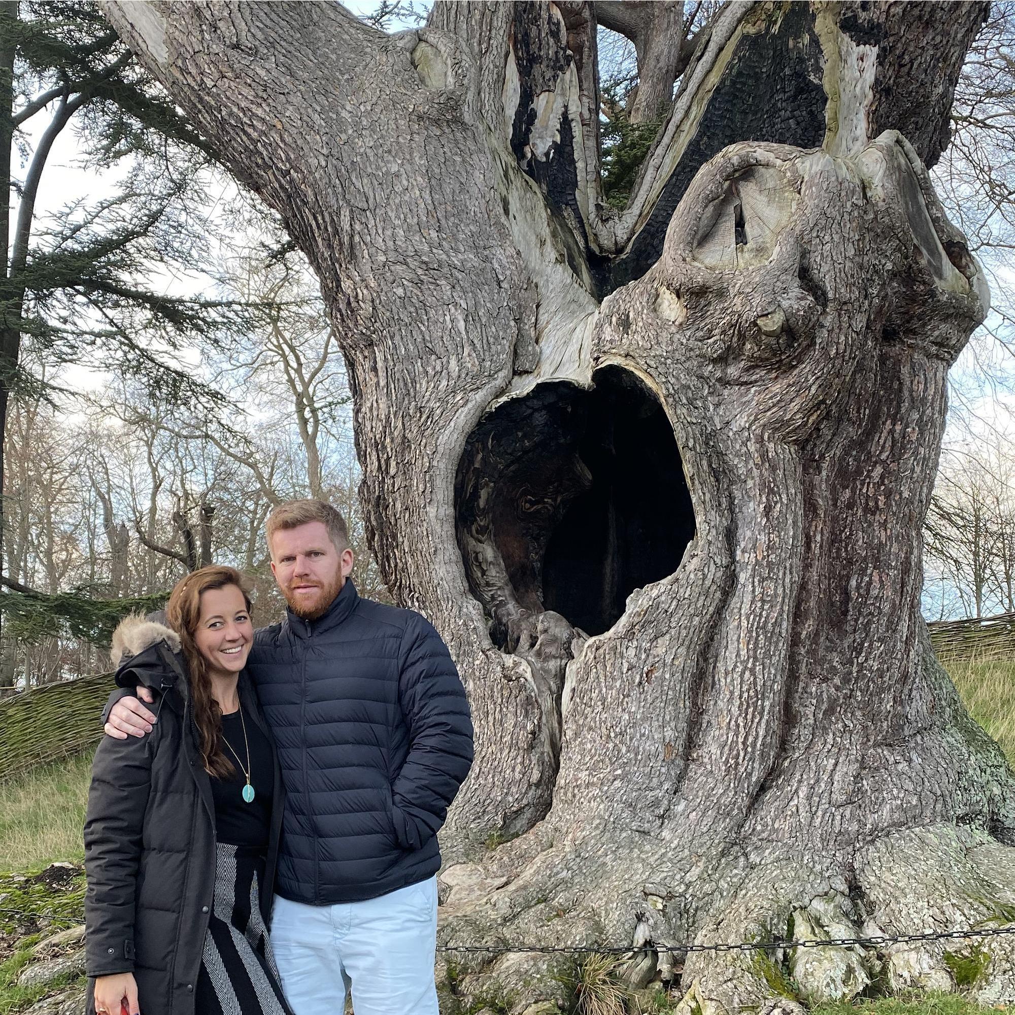 The Harry Potter Tree at Blenheim Palace