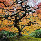 Portland Japanese Garden
