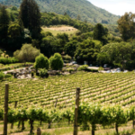 Wine Tasting in Sonoma County