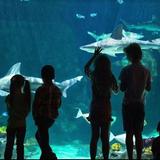Loveland Living Planet Aquarium
