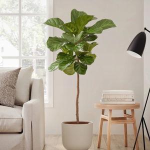 Giant Fiddle Leaf Fig for Sale | easyplant