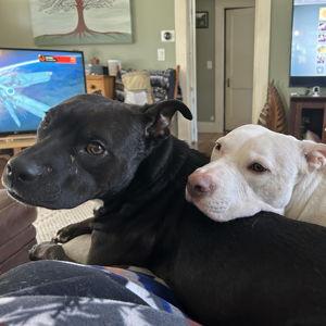 Odin & Phoenix Fund
