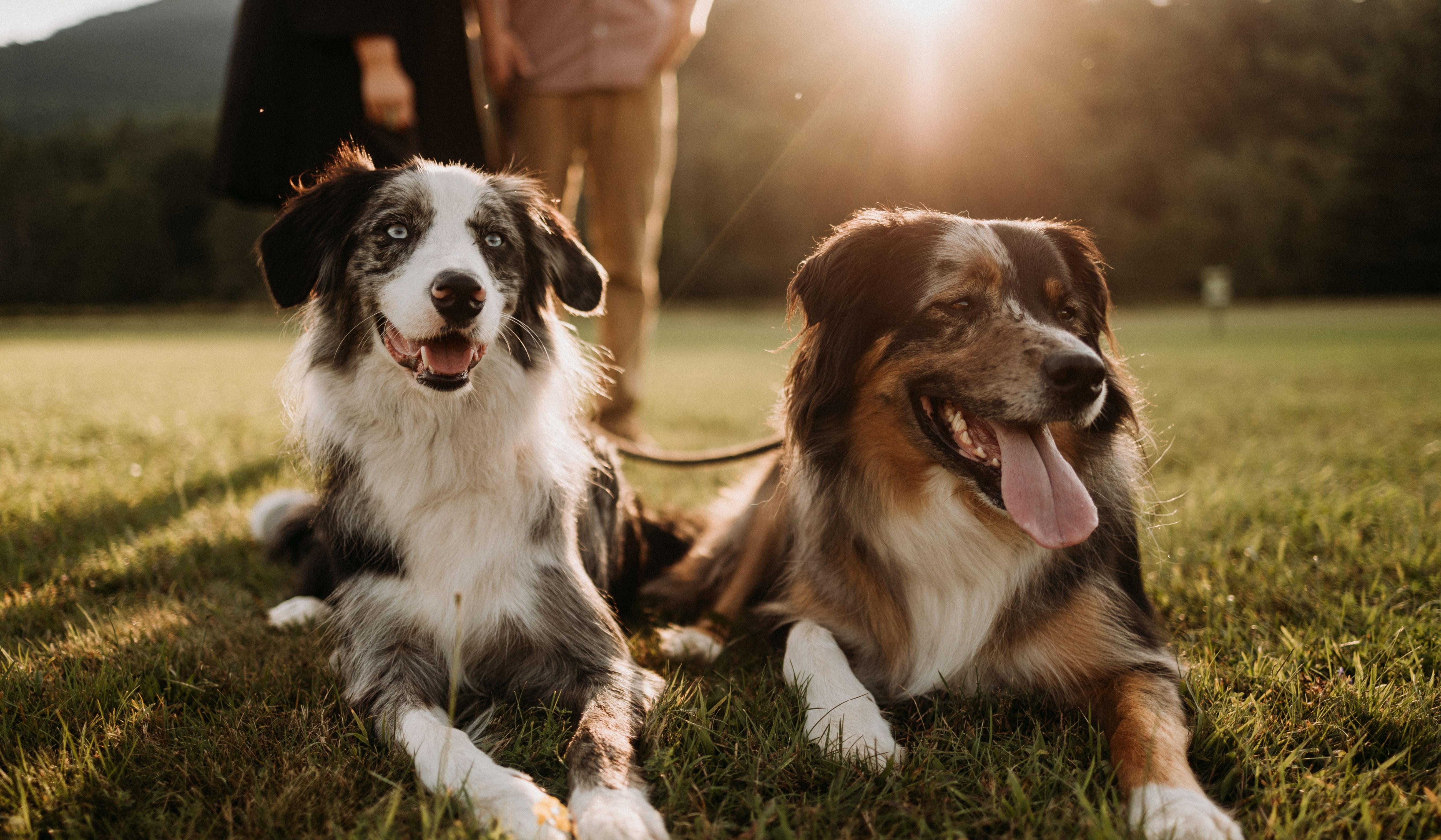 Lorraine Draper and Taylor Merrihew's Wedding site