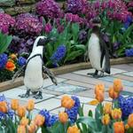 Como Park Zoo & Conservatory