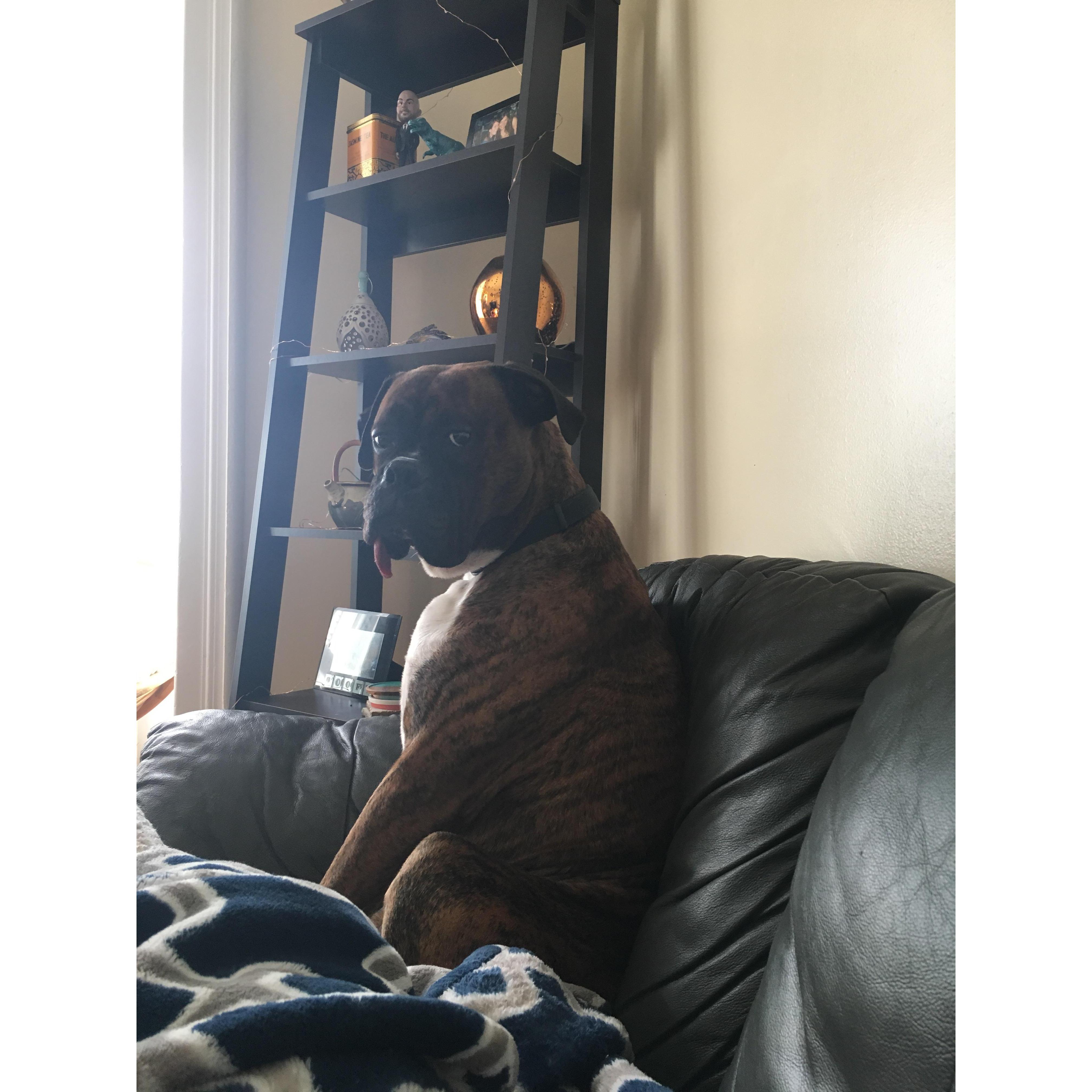 The other member of our family.... KEMBA!