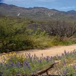 Catalina State Park