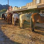 Ponderosa Stables Inc