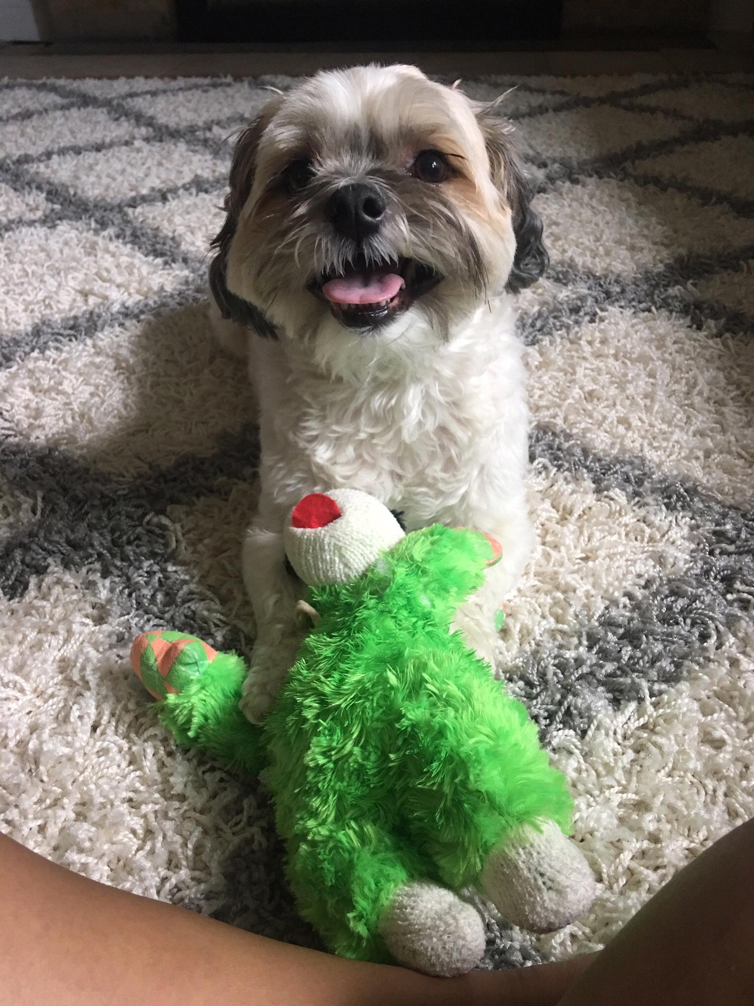 Our nephew Gizmo!