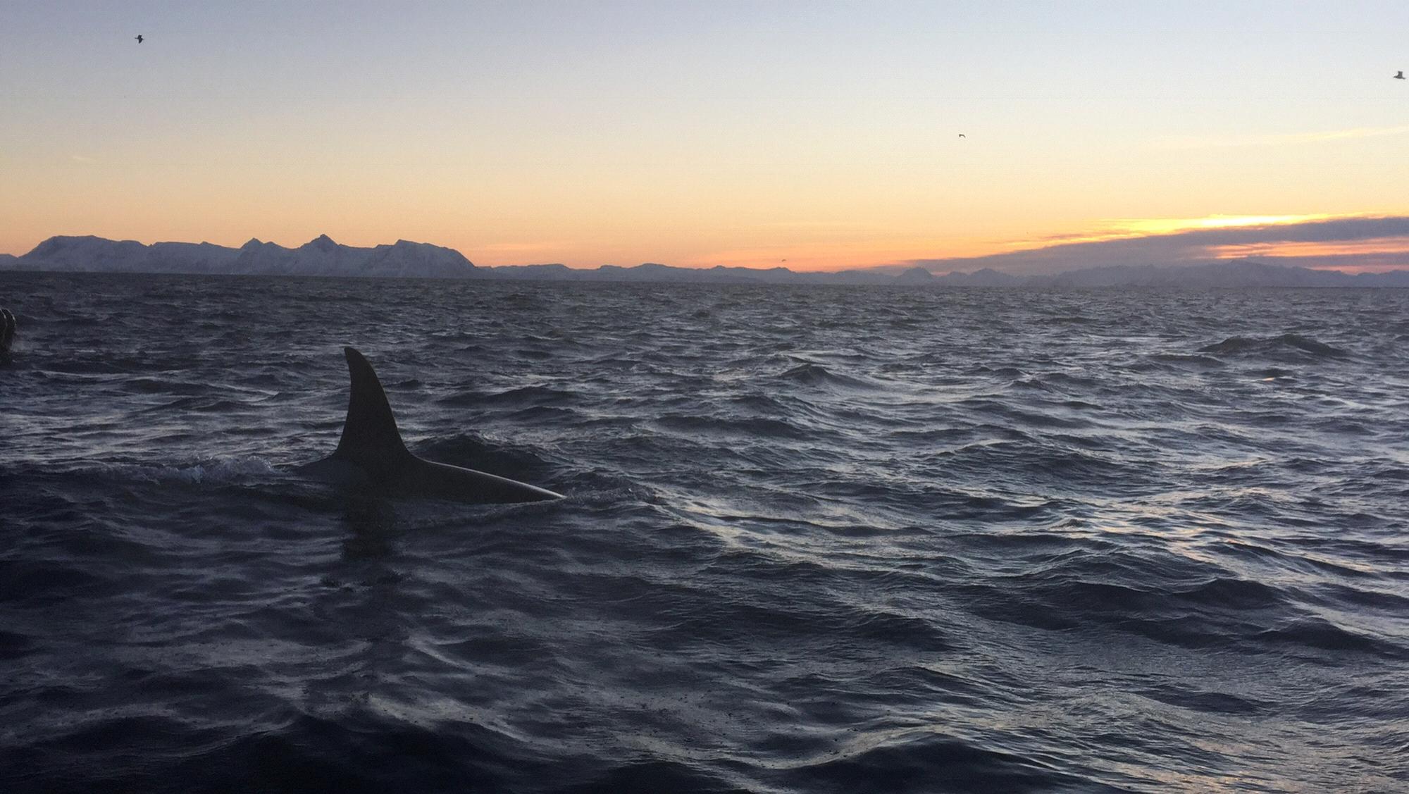 Wild Orca Safari in Lofoten, Norway - probably one of the most amazing places We have ever been to!