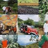 Coffe Farm