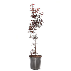 Japanese Red Maple Tree