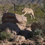 Arizona-Sonora Desert Museum