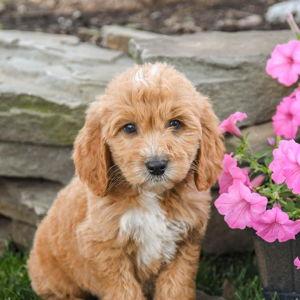 3rd Pupper Fund!