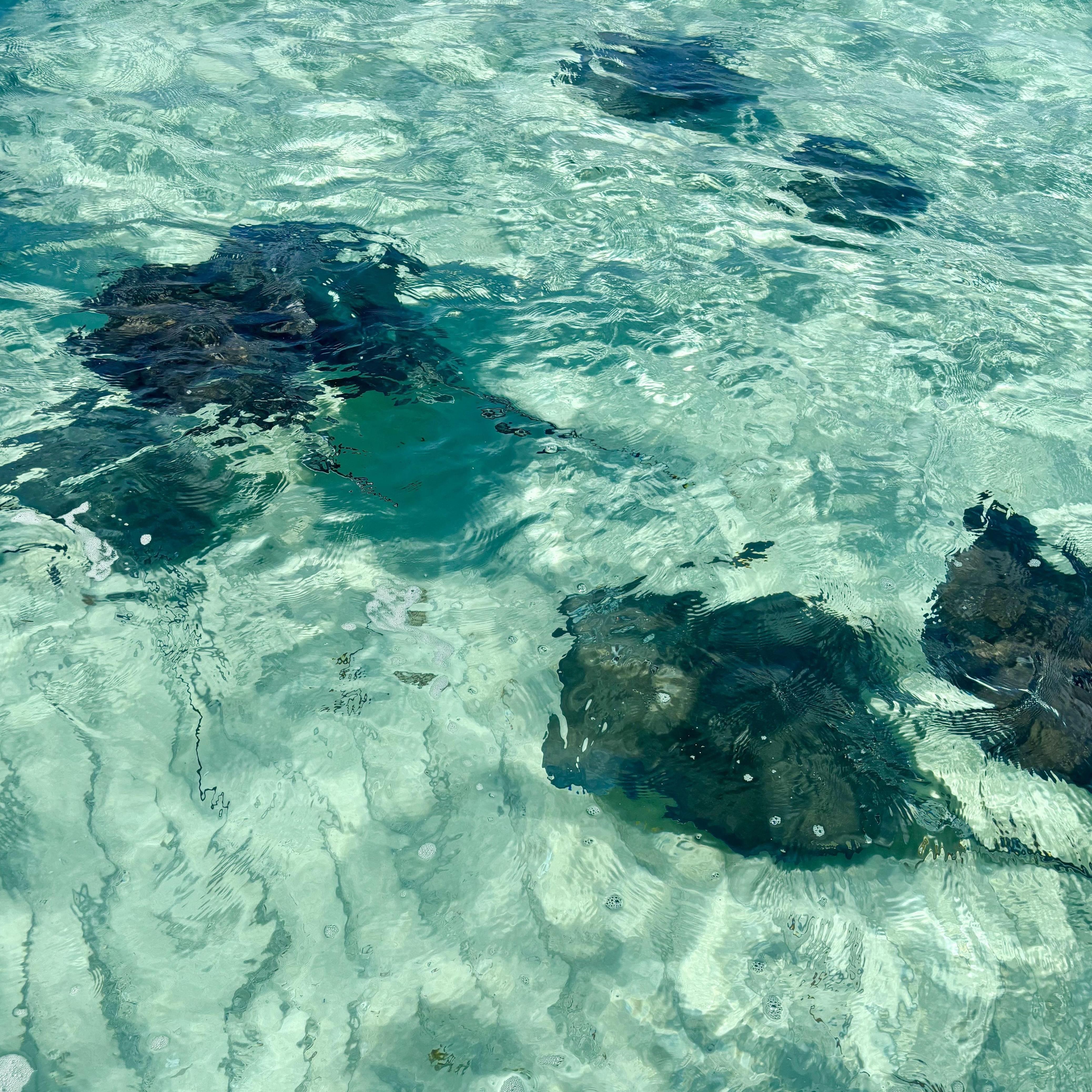 Stingray beach near Bimini. January 2025.