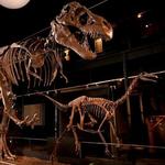 Houston Museum of Natural Science