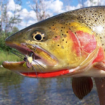 Snake River Angler