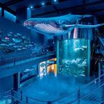 Wonders Of Wildlife National Museum & Aquarium