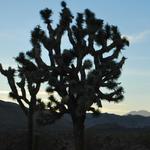 Joshua Tree National Park