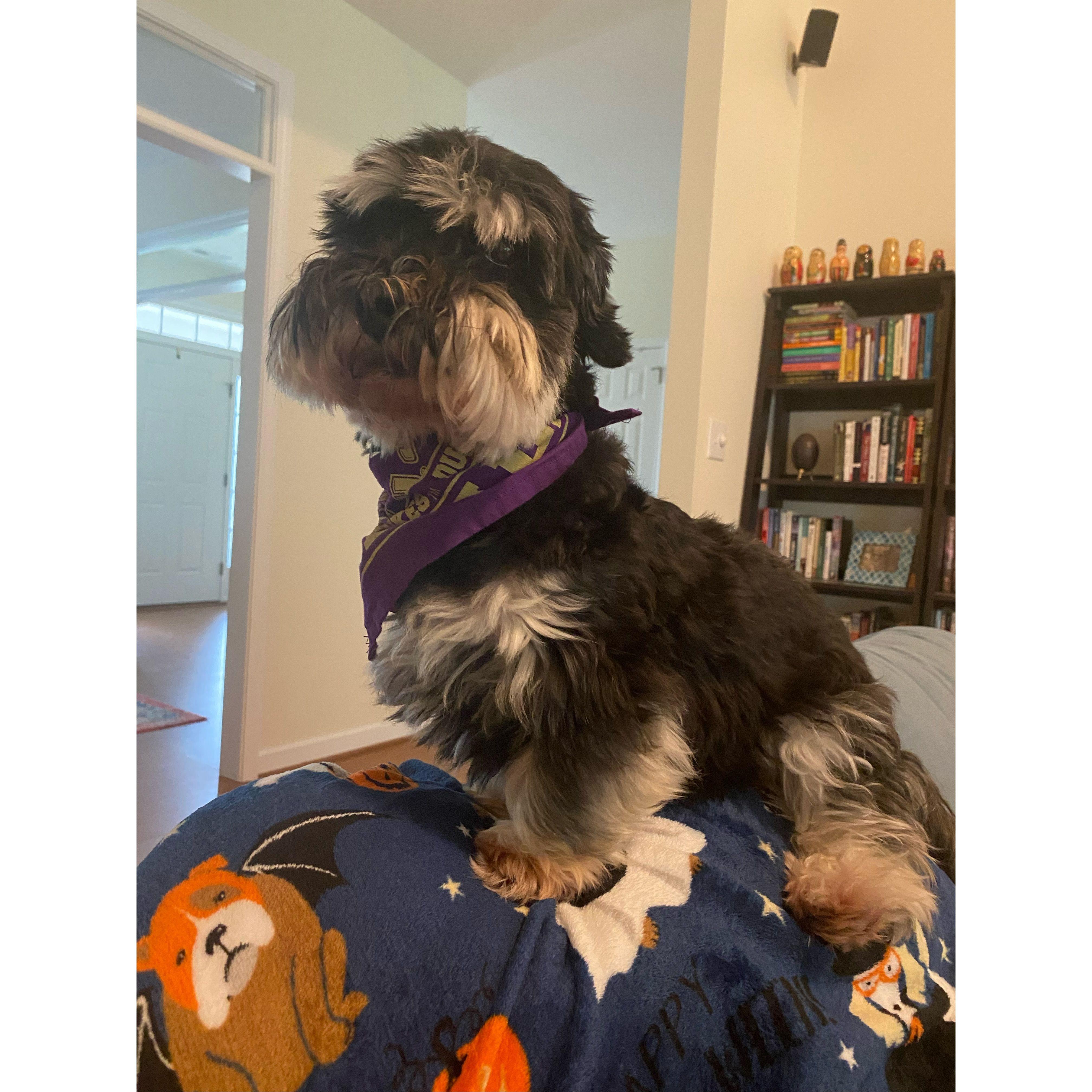 2023
Louis thinks he's a cat and can perch on the back of the couch.