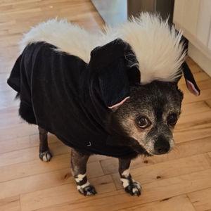 Senior Dogs Fund