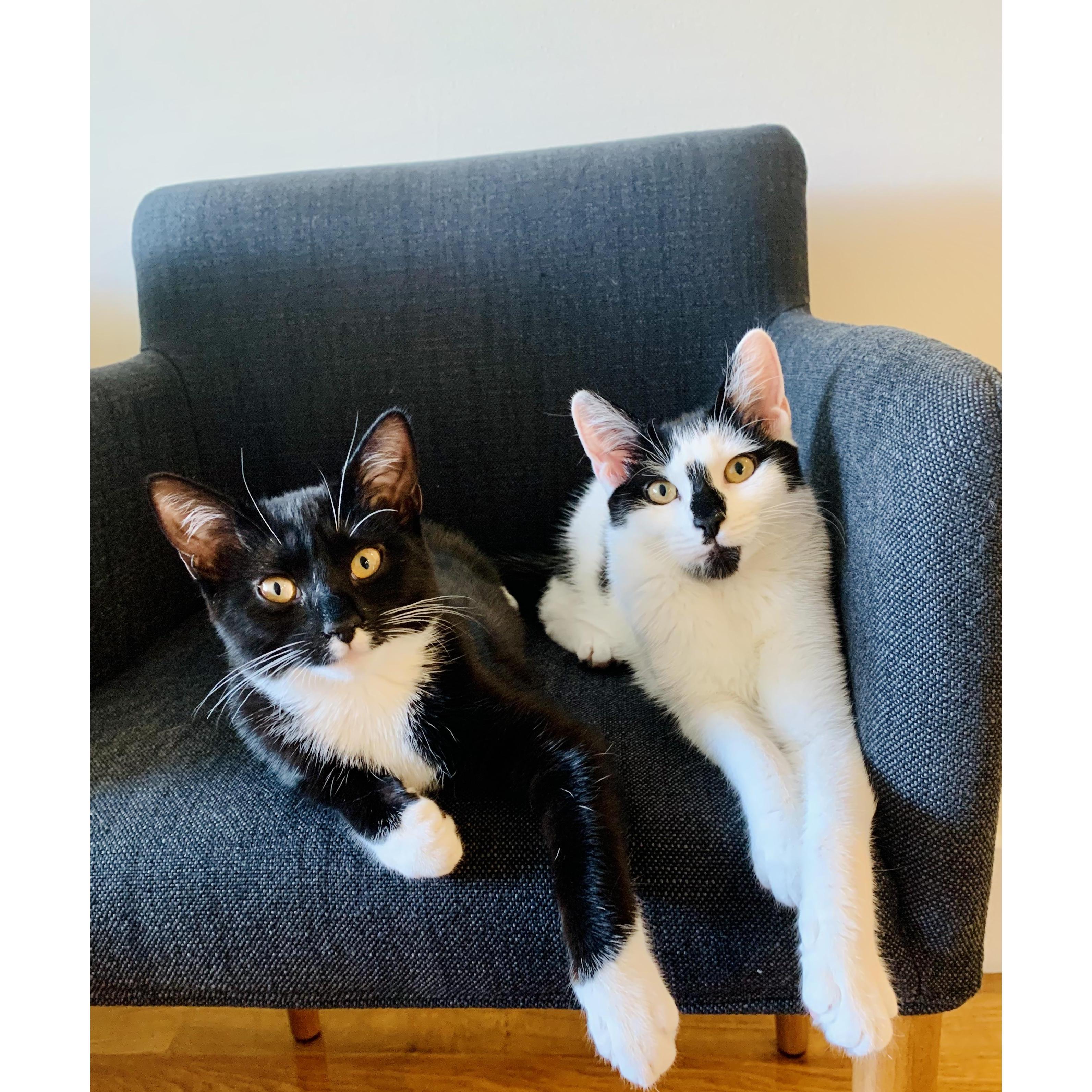 Our Kitties Sadie and Dottie