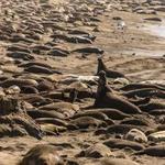 Elephant Seal Vista Point