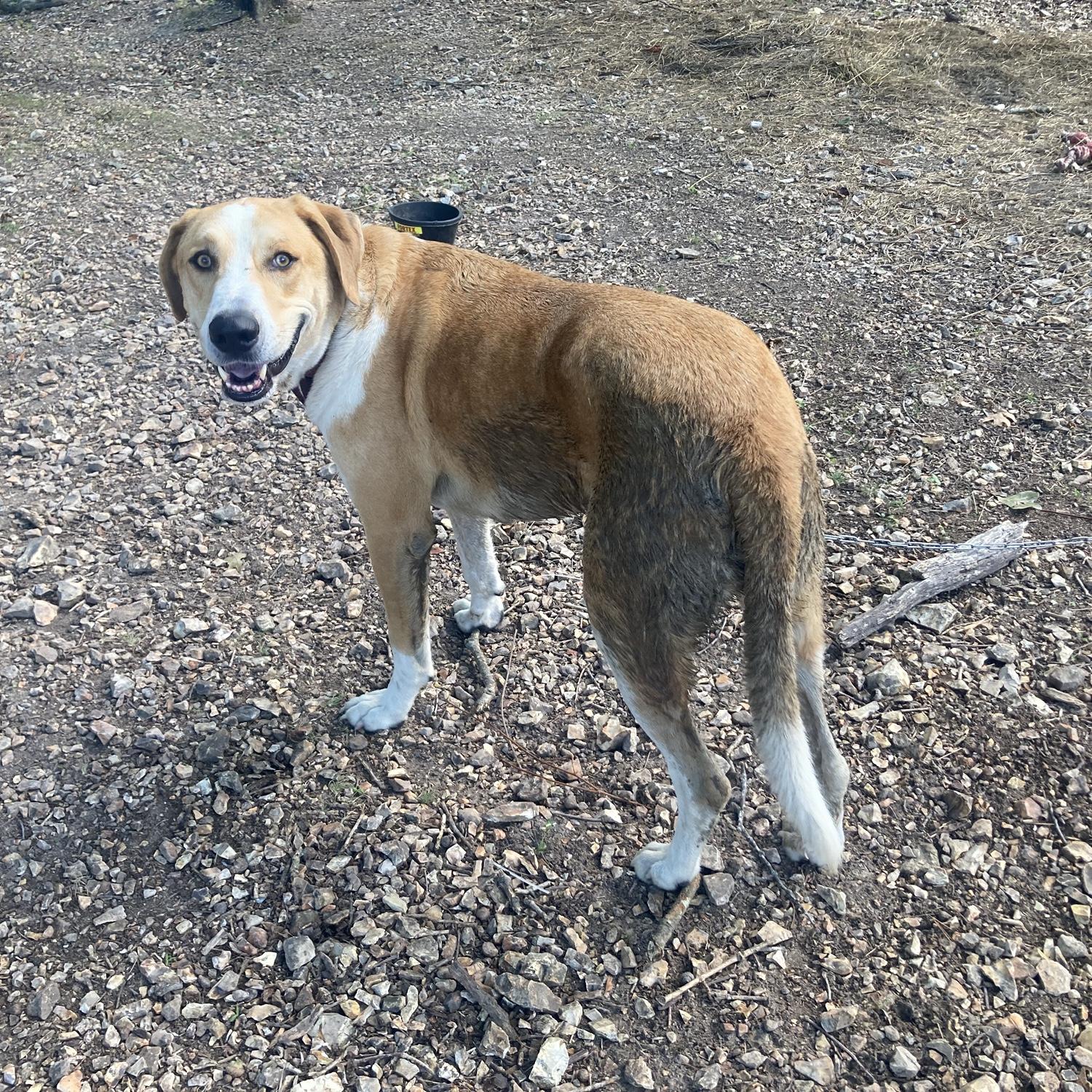 Leo kept escaping and running through the woods for hours, returning covered in mud