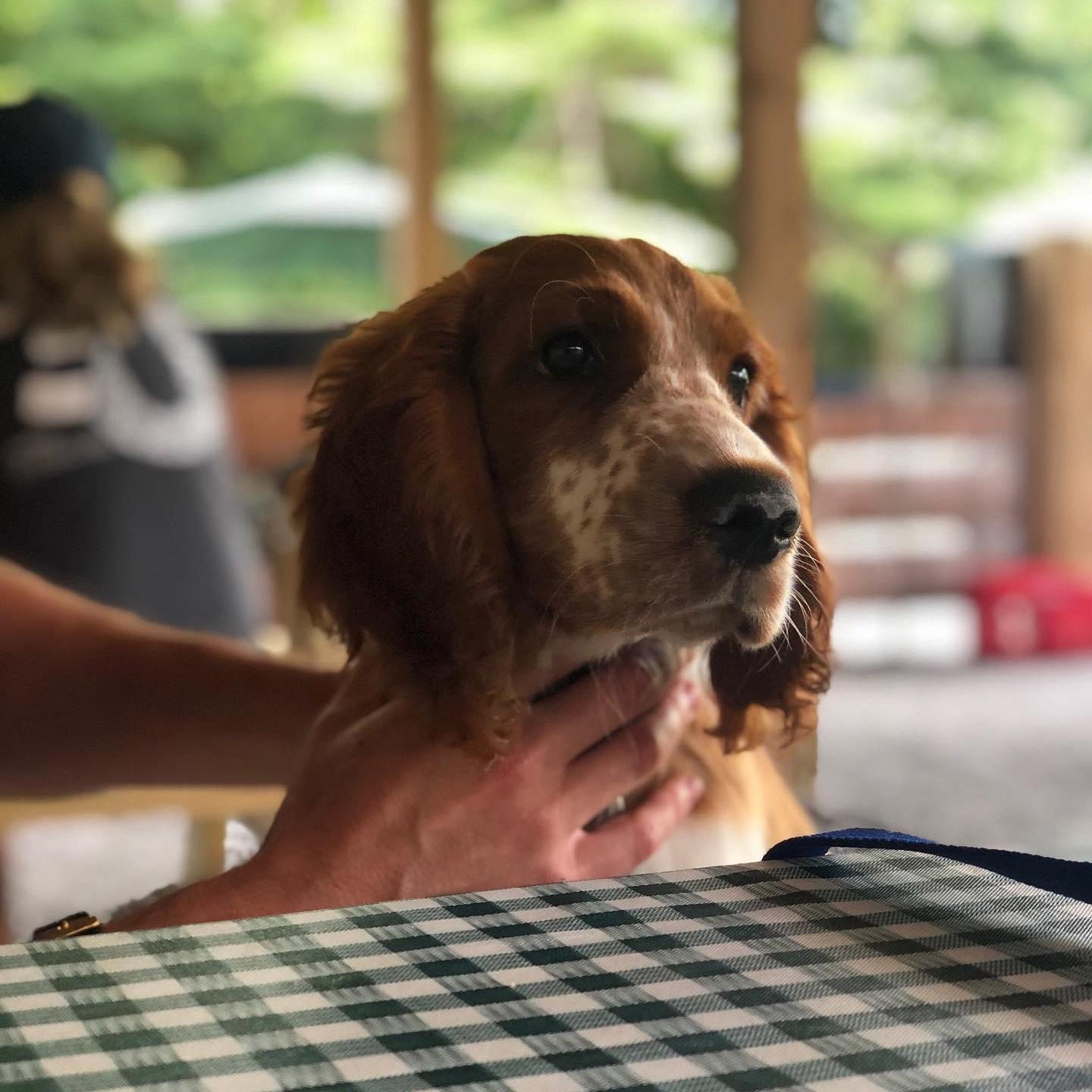 Chumley at Phoenicia Diner