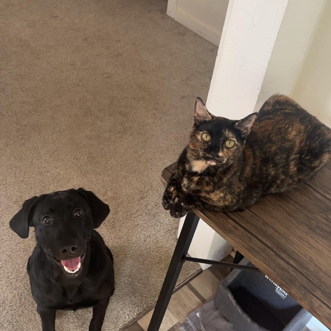 Honey and Tiger