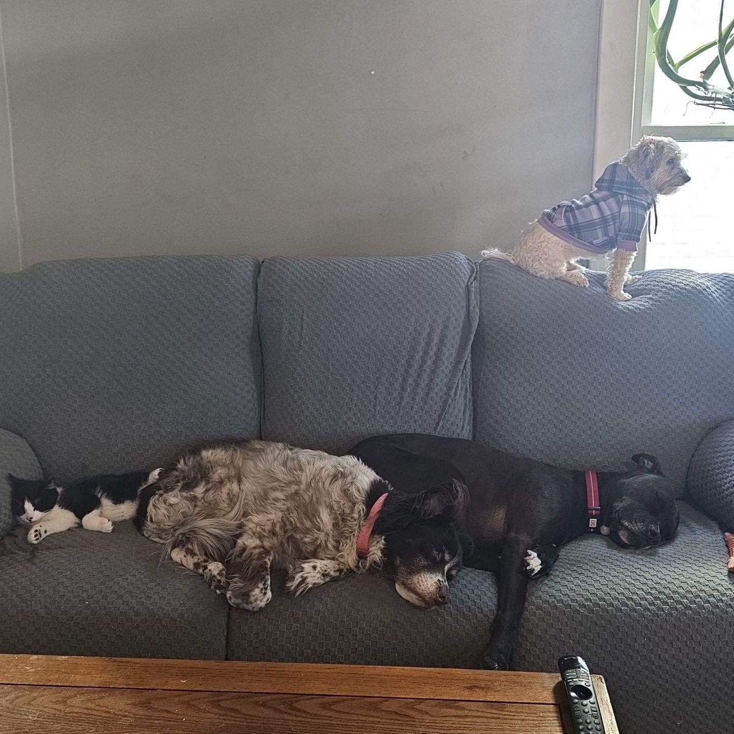 The dogs accepted Shoppy… until he grew bigger than Mori. Now all three dogs are terrified of him. But at least they got along long enough for this photo.