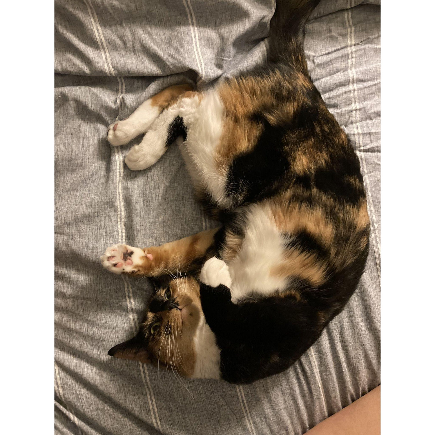 We adopted our second cat, Athena, in January of 2024