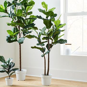 Potted Fiddle Leaf Fig Tree - 5'