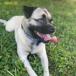 Jacobson Park Dog Park