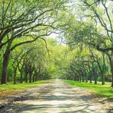 Wormsloe Historic Site