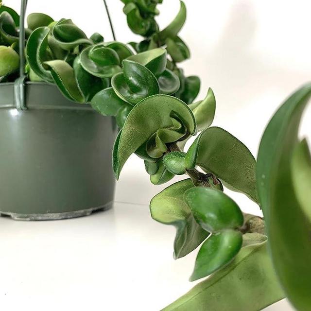 Hoya Compacta aka Hoya Hindu Rope Available in 2", 4", and 6" Pot Live Hoya Plant Captivating Vine Plant for Air-Purifying