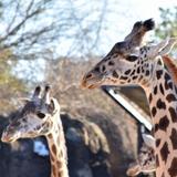 Houston Zoo
