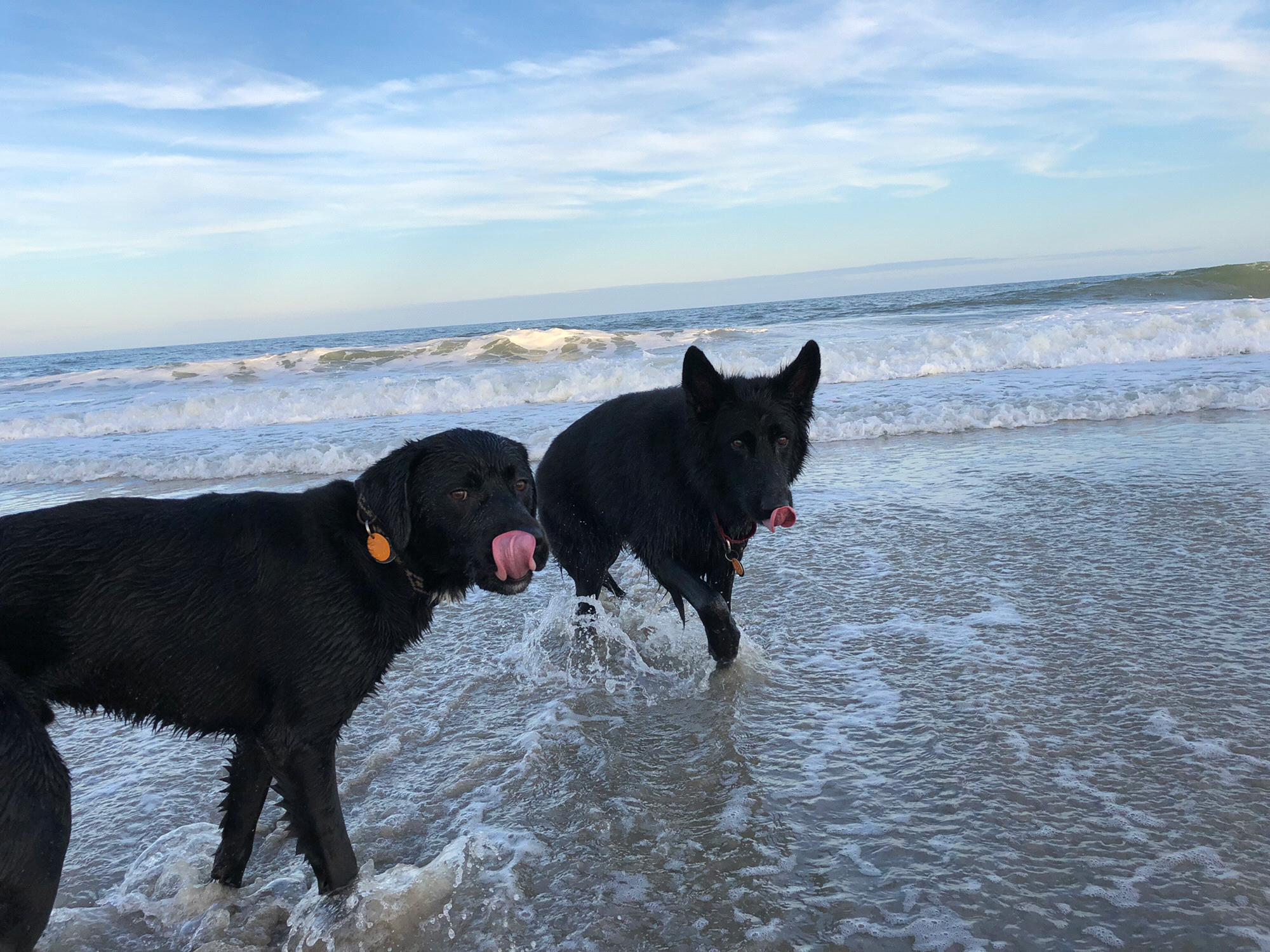 Our sea dogs- Shae and Mowgli.