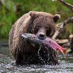 Glacier View and Wildlife Anchorage Adventure Tour