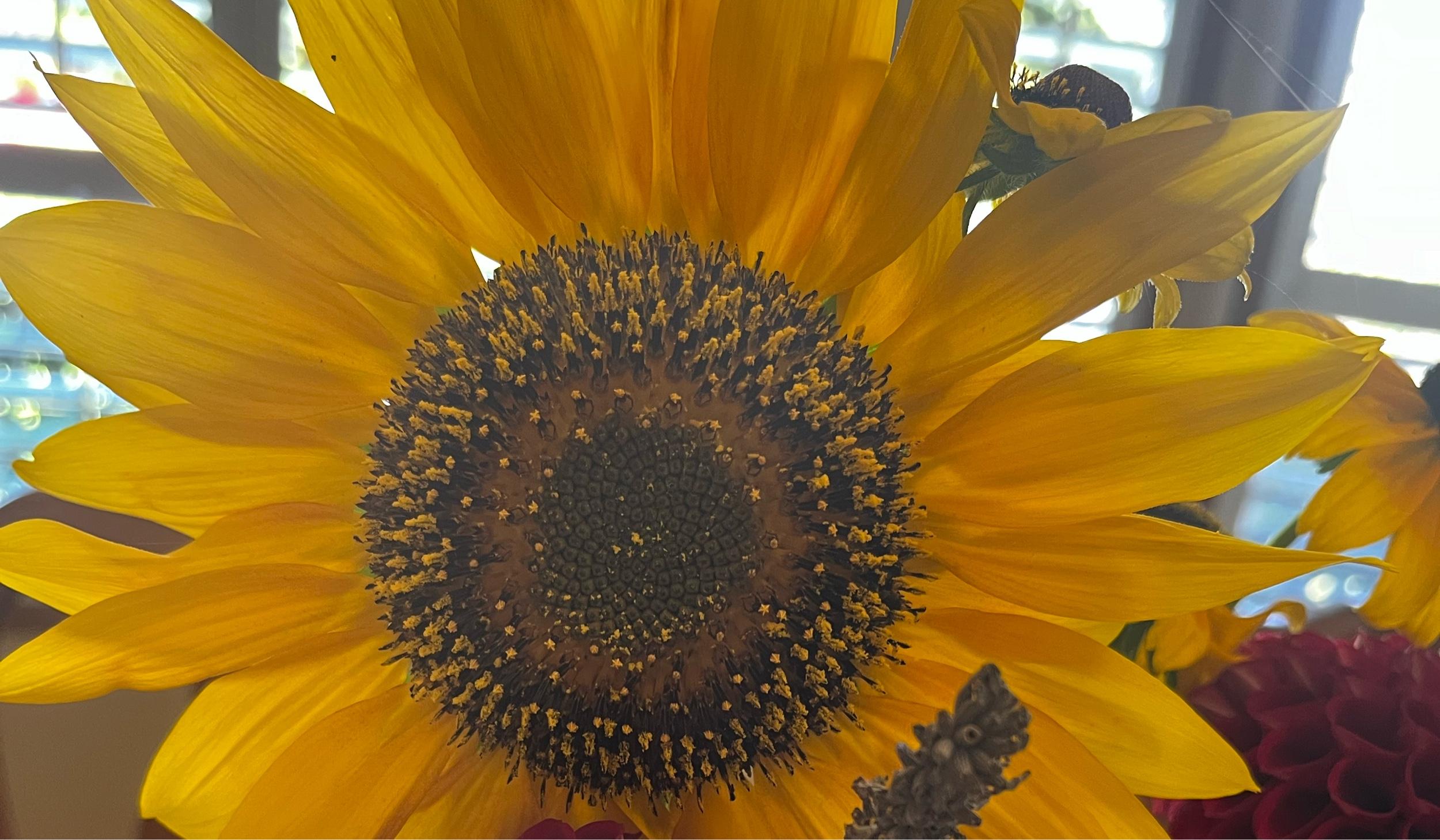 The Wedding Website of Janai Burton and Nalu Stratton