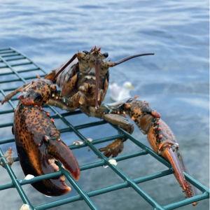 Lucky Catch Lobster Cruise & Lobster Lunch | Maine Honeymoon