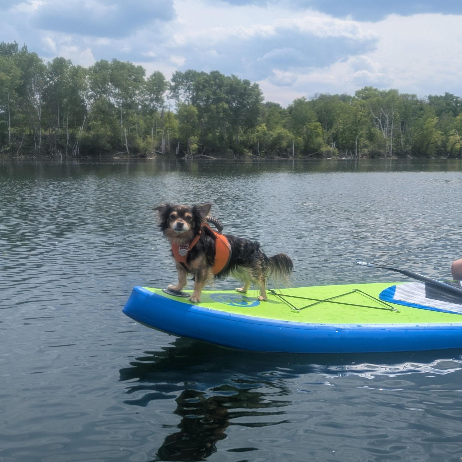 Peanut getting confident on the paddleboard!