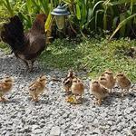 Staglands Wildlife Reserve & Café