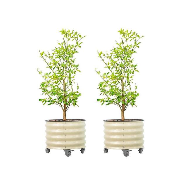 Rolling Metal Citrus Tree Planter Pot, 21″ Round Planter Box for Porch Patio & Backyard, 20 Gallon Large Planter Pot with Wheels for Growing Olive Trees Tomatoes Vegetables Flowers, 2 Pack Pearl White